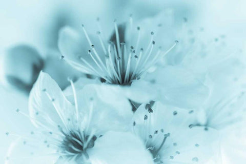 Cherry Blossom I Black Ornate Wood Framed Art Print with Double Matting by Mahan, Kathy