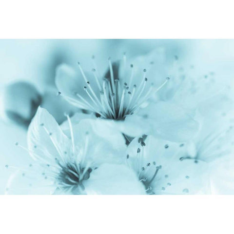 Cherry Blossom I White Modern Wood Framed Art Print by Mahan, Kathy