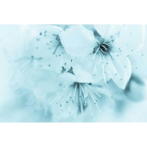 Cherry Blossom II Black Modern Wood Framed Art Print with Double Matting by Mahan, Kathy