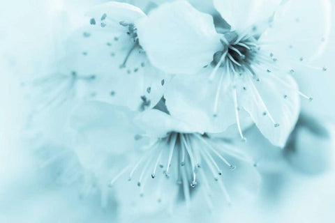 Cherry Blossom II White Modern Wood Framed Art Print with Double Matting by Mahan, Kathy