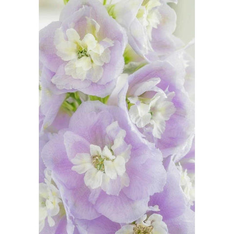 Delphinium Blossoms I White Modern Wood Framed Art Print by Mahan, Kathy