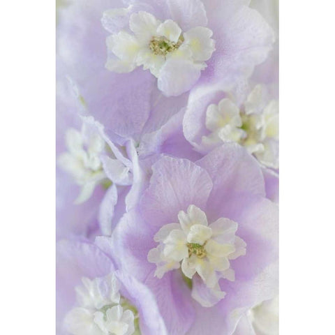 Delphinium Blossoms II White Modern Wood Framed Art Print by Mahan, Kathy