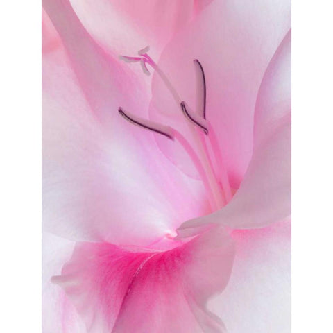 Gladiola Blossom II Black Modern Wood Framed Art Print with Double Matting by Mahan, Kathy