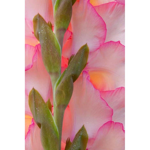 Pink Gladiola I Gold Ornate Wood Framed Art Print with Double Matting by Mahan, Kathy