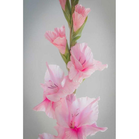 Pink Gladiola II White Modern Wood Framed Art Print by Mahan, Kathy