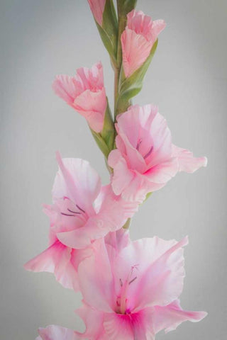 Pink Gladiola II White Modern Wood Framed Art Print with Double Matting by Mahan, Kathy