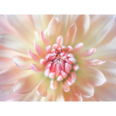 Dahlia Close Up I Black Modern Wood Framed Art Print with Double Matting by Mahan, Kathy