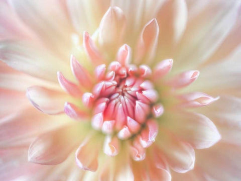 Dahlia Close Up I Black Ornate Wood Framed Art Print with Double Matting by Mahan, Kathy