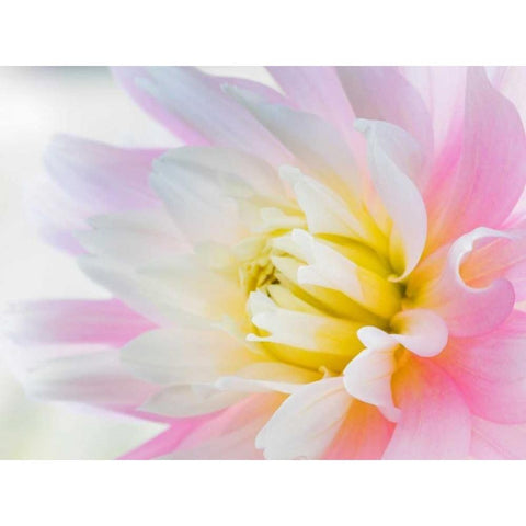 Dahlia Close Up II White Modern Wood Framed Art Print by Mahan, Kathy