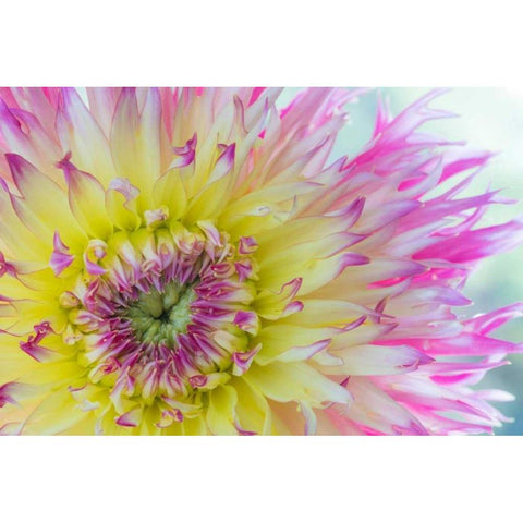 Dahlia Close Up IV Black Modern Wood Framed Art Print with Double Matting by Mahan, Kathy