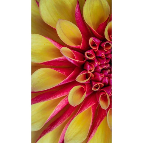 Red and Yellow Dahlia I Black Modern Wood Framed Art Print with Double Matting by Mahan, Kathy