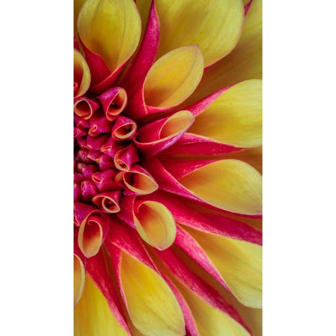 Red and Yellow Dahlia II White Modern Wood Framed Art Print by Mahan, Kathy