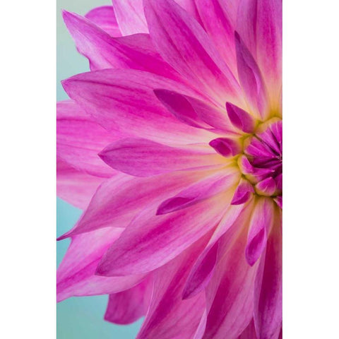 Pink Dahlia I Black Modern Wood Framed Art Print with Double Matting by Mahan, Kathy