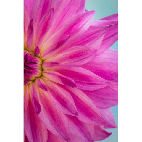 Pink Dahlia II White Modern Wood Framed Art Print by Mahan, Kathy