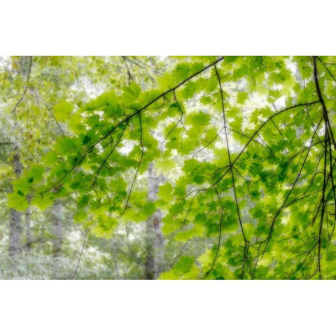 Big Leaf Maple I Black Modern Wood Framed Art Print with Double Matting by Mahan, Kathy