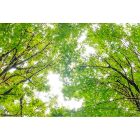 Big Leaf Maple II Black Modern Wood Framed Art Print with Double Matting by Mahan, Kathy