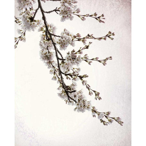 Flowering Cherry I Black Modern Wood Framed Art Print with Double Matting by Mahan, Kathy