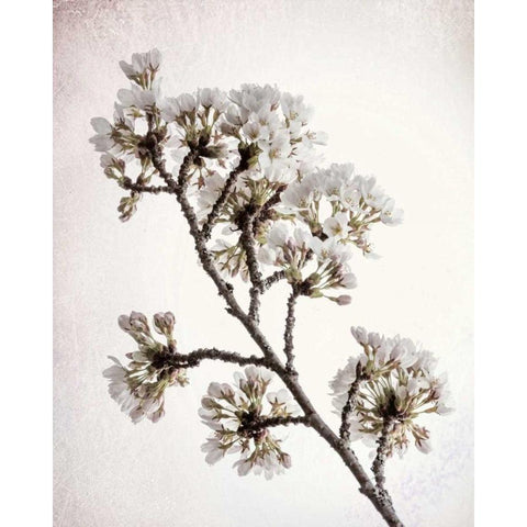 Flowering Cherry II Black Modern Wood Framed Art Print with Double Matting by Mahan, Kathy