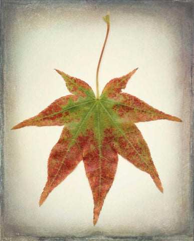 Maple Leaf I White Modern Wood Framed Art Print with Double Matting by Mahan, Kathy