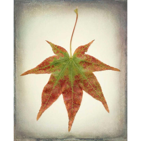 Maple Leaf I White Modern Wood Framed Art Print by Mahan, Kathy