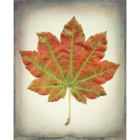 Maple Leaf II Black Modern Wood Framed Art Print with Double Matting by Mahan, Kathy