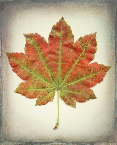 Maple Leaf II White Modern Wood Framed Art Print with Double Matting by Mahan, Kathy