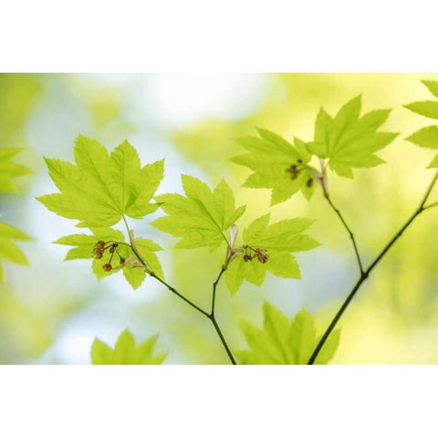 Vine Maple I Black Modern Wood Framed Art Print with Double Matting by Mahan, Kathy