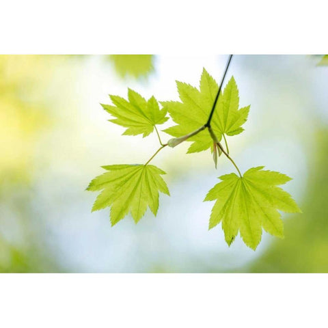 Vine Maple II Black Modern Wood Framed Art Print with Double Matting by Mahan, Kathy