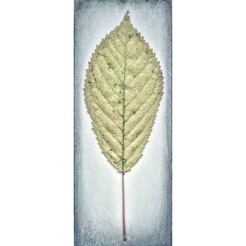 Cherry Leaf I White Modern Wood Framed Art Print by Mahan, Kathy