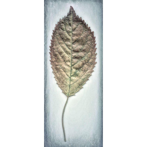 Cherry Leaf II Black Modern Wood Framed Art Print with Double Matting by Mahan, Kathy