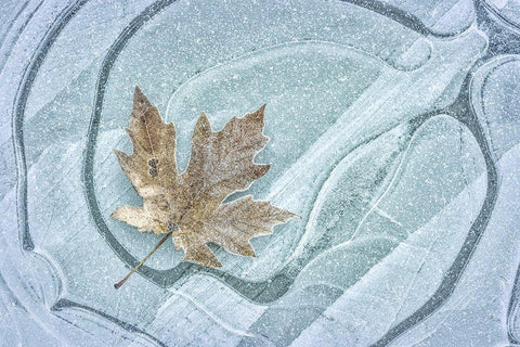 Frosty Leaf on Ice I Black Ornate Wood Framed Art Print with Double Matting by Mahan, Kathy