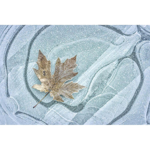 Frosty Leaf on Ice I Black Modern Wood Framed Art Print with Double Matting by Mahan, Kathy