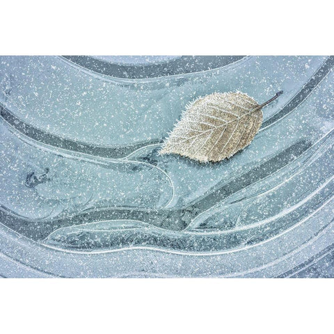 Frosty Leaf on Ice II Gold Ornate Wood Framed Art Print with Double Matting by Mahan, Kathy