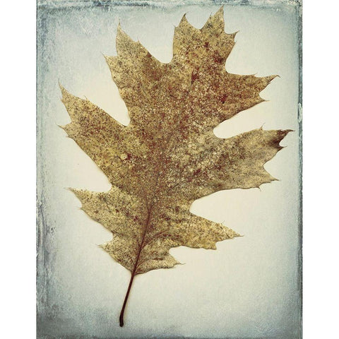 Oak Leaf Black Modern Wood Framed Art Print with Double Matting by Mahan, Kathy