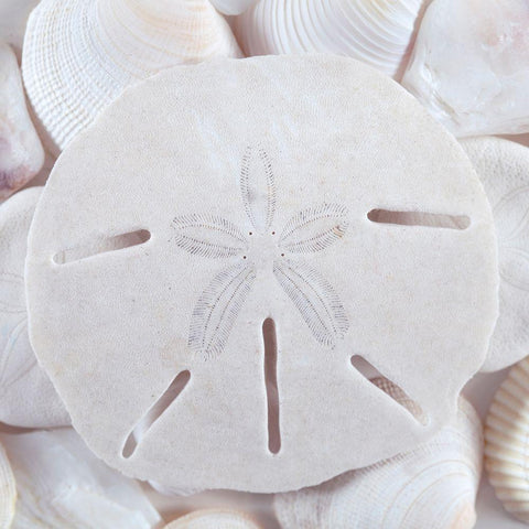 Seashells II White Modern Wood Framed Art Print with Double Matting by Mahan, Kathy