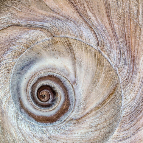 Moon Snail Shell White Modern Wood Framed Art Print with Double Matting by Mahan, Kathy