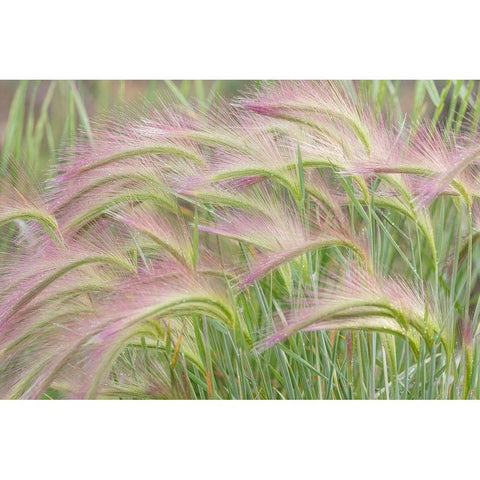 Foxtail Barley I Gold Ornate Wood Framed Art Print with Double Matting by Mahan, Kathy