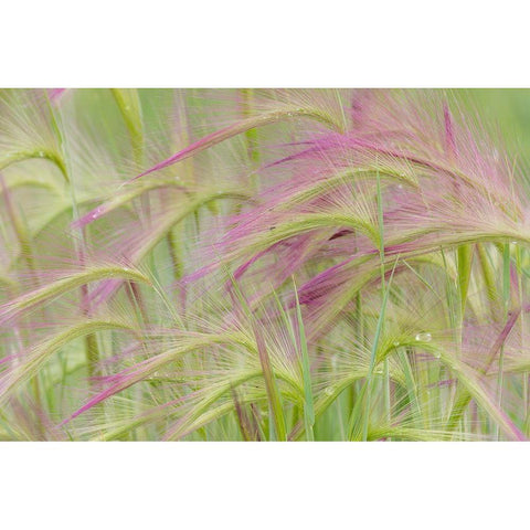 Foxtail Barley II White Modern Wood Framed Art Print by Mahan, Kathy