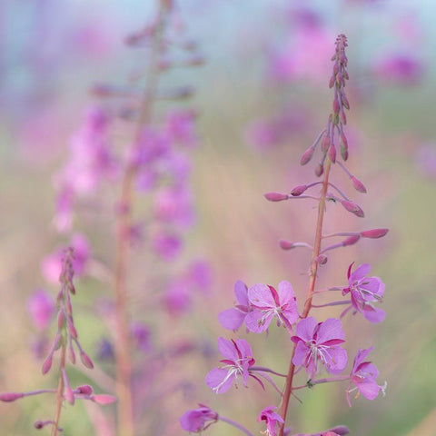 Fireweed I Black Modern Wood Framed Art Print with Double Matting by Mahan, Kathy