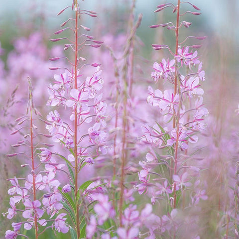 Fireweed II White Modern Wood Framed Art Print by Mahan, Kathy