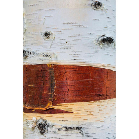 Paper Birch White Modern Wood Framed Art Print by Mahan, Kathy