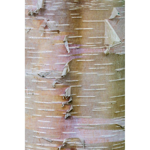 Birch Bark White Modern Wood Framed Art Print by Mahan, Kathy