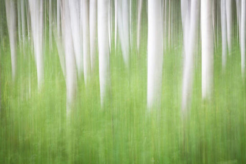 Birch in Motion White Modern Wood Framed Art Print with Double Matting by Mahan, Kathy