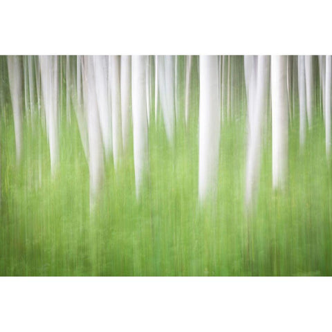 Birch in Motion Black Modern Wood Framed Art Print with Double Matting by Mahan, Kathy