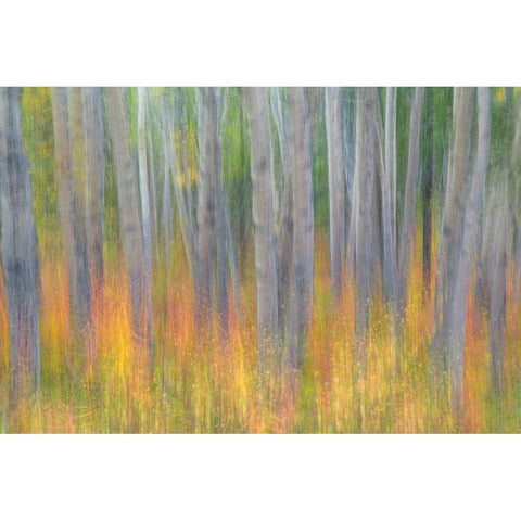 Aspen in Motion I White Modern Wood Framed Art Print by Mahan, Kathy