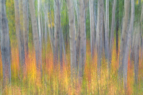 Aspen in Motion I White Modern Wood Framed Art Print with Double Matting by Mahan, Kathy