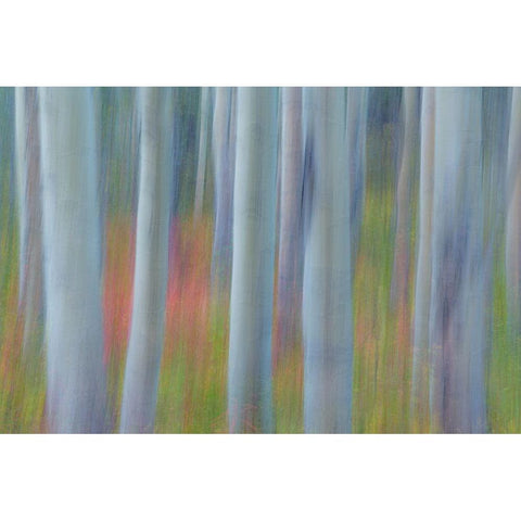 Aspen in Motion II White Modern Wood Framed Art Print by Mahan, Kathy