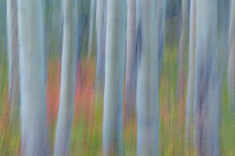 Aspen in Motion II White Modern Wood Framed Art Print with Double Matting by Mahan, Kathy