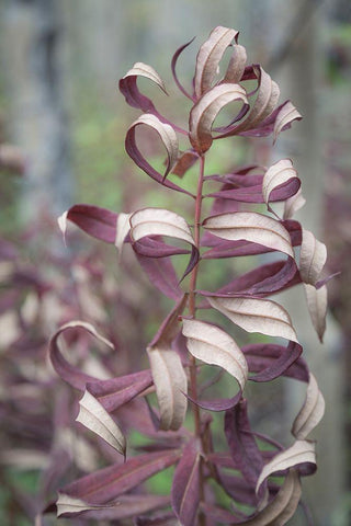 Fireweed in Fall I White Modern Wood Framed Art Print with Double Matting by Mahan, Kathy