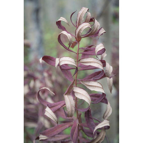 Fireweed in Fall I Gold Ornate Wood Framed Art Print with Double Matting by Mahan, Kathy